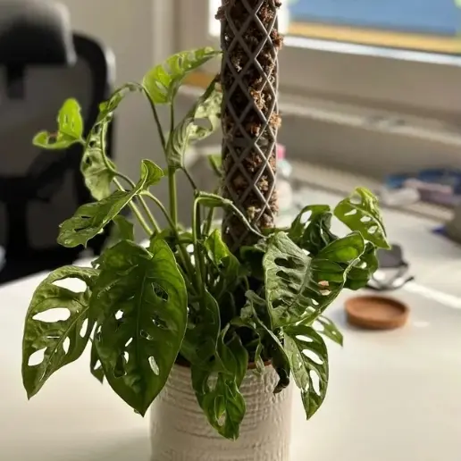 Source preview of the Beautiful Moss pole design, stackable 3D model by eric collen