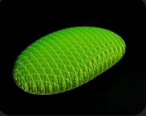 Source preview of the Morf Worm 3D model by warsh
